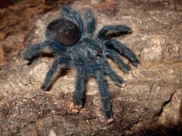 Avicularia avicularia Pink Toe Tarantula Nakweek / Elevage