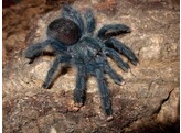 Avicularia avicularia Pink Toe Tarantula Nakweek / Elevage
