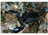 Heterometrus spiniferus Asian Black Forest Scorpion Nakweek