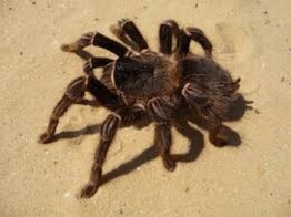 Lasiodora parahybana Nakweek / Elevage SM