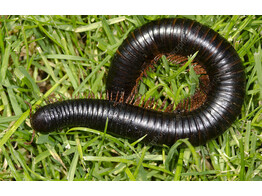 Archispirostreptus gigas Giant Milliped  Nakweek / Elevage