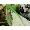 Takydromus dorsalis Green Longtail Lizard  Nakweek / Elevage