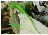 Takydromus dorsalis Green Longtail Lizard  Nakweek / Elevage