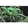 Takydromus dorsalis Green Longtail Lizard  Nakweek / Elevage