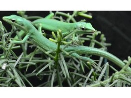 Takydromus dorsalis Green Longtail Lizard  Nakweek / Elevage