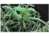Takydromus dorsalis Green Longtail Lizard  Nakweek / Elevage