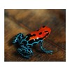 Ranitomeya amazonica Dartfrog Arene Blanca Nakweek / Elevage