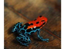 Ranitomeya amazonica Dartfrog Arene Blanca Nakweek / Elevage