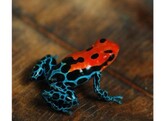 Ranitomeya amazonica Dartfrog Arene Blanca Nakweek / Elevage