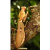 Ranitomeya amazonica Dartfrog Arene Blanca Nakweek / Elevage