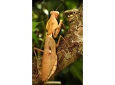 Ranitomeya amazonica Dartfrog Arene Blanca Nakweek / Elevage