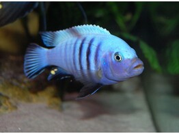 CYNOTILAPIA AFRA WHITE TOP LUMBAULO 7-8