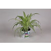 Graslelie - La plante araignee - Chlorophytum tray per 3