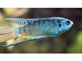 MACROPODUS OPERCULARIS 5 5-6 5