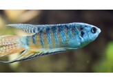 MACROPODUS OPERCULARIS 5 5-6 5
