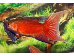 MACROPODUS OPERCULARIS RED 4-5