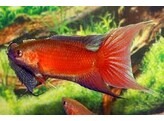 MACROPODUS OPERCULARIS RED 4-5