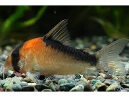 CORYDORAS DUPLICAREUS 2 5-3