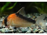 CORYDORAS DUPLICAREUS 2 5-3