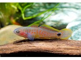 TATEURNDINA OCELLICAUDA 2 5-3