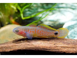 TATEURNDINA OCELLICAUDA 3 5-4
