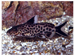 SYNODONTIS SP. MULTIPUNCTATUS BLACK 3-3 5