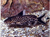 SYNODONTIS SP. MULTIPUNCTATUS BLACK 3-3 5
