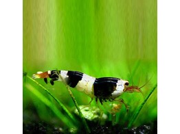 CARIDINA CRYSTAL BLACK breeding form 1