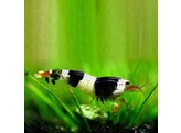 CARIDINA CRYSTAL BLACK breeding form 1