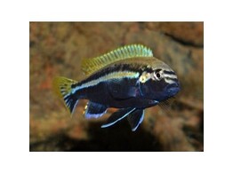 MELANOCHROMIS JOHANNII RED TOP 3