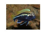 MELANOCHROMIS JOHANNII RED TOP 3