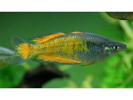 MELANOTAENIA PARKINSONI  5 - 6