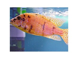 AULONOCARA ORANCHE BLANCHE 8-10
