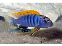 LABIDOCHROMIS HONGI KIMPUMPA 5-6