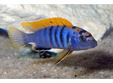 LABIDOCHROMIS HONGI KIMPUMPA 5-6