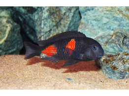 TROPHEUS MOORII BULU POINT  KIRSCHFLECK  3-3 5