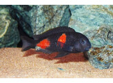 TROPHEUS MOORII BULU POINT  KIRSCHFLECK  3-3 5