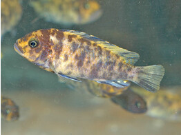 PSEUDOTROPHEUS ZEBRA OB 4-5