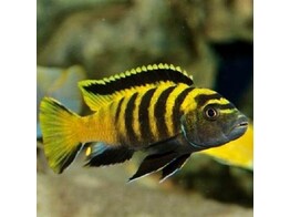 PSEUDOTROPHEUS FLAVUS 5-6