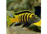 PSEUDOTROPHEUS FLAVUS 5-6