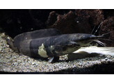 CLARIAS BATRACHUS 5-6