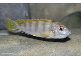 LABIDOCHROMIS PERLMUTT 4-5