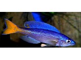 CYPRICHROMIS LEPTOSOMA UTINTA FLUORESCENT 5-6