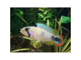 APISTOGRAMMA PANDURINI L