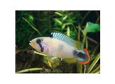 APISTOGRAMMA PANDURINI L