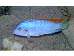 AULONOCARA STUARTG. MBENJI 5-6