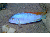 AULONOCARA STUARTG. MBENJI 5-6