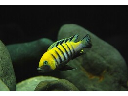 CYNOTILAPIA AFRA JALO 5