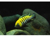 CYNOTILAPIA AFRA JALO 5