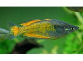 MELANOTAENIA PARKINSONI XL